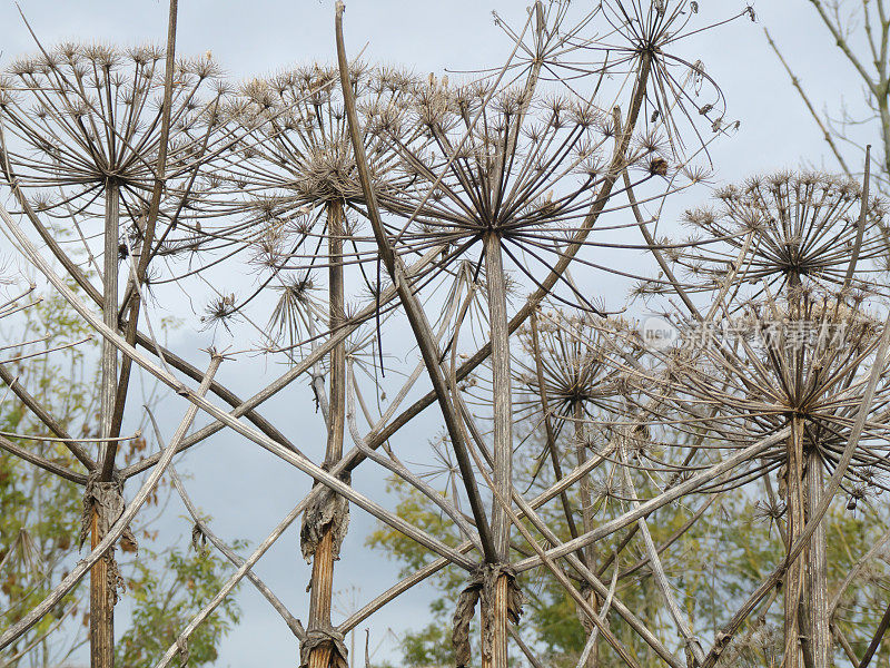 大猪草的伞形花序(Heracleum, manteggazzianum)对抗乌云密布的天空